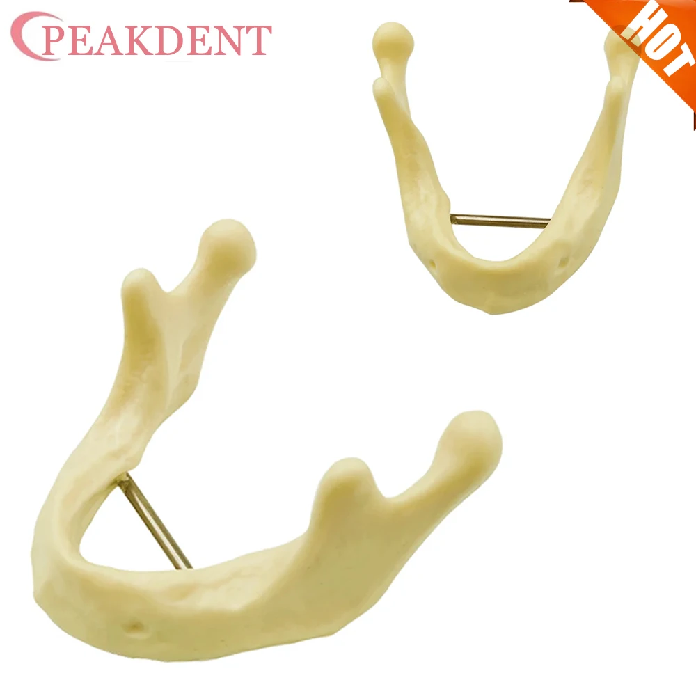 Dental Implant Model Lower Jaw Bone Simulation Model Studing Model Mandible Implant Practice Model Lower Jawbone Dental Model