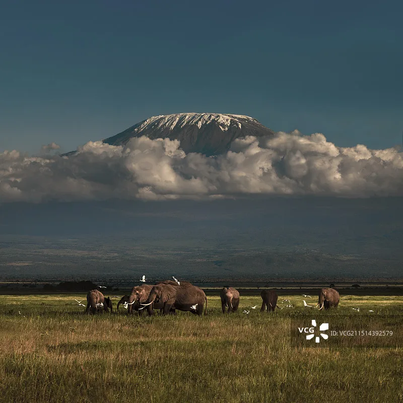 بطارية ليثيوم GAONENG GNB LiHV 4S 15.2V 5200mAh 120C مع موصل XT90، مناسبة لطائرات بدون طيار FPV وكوادكوبتر.