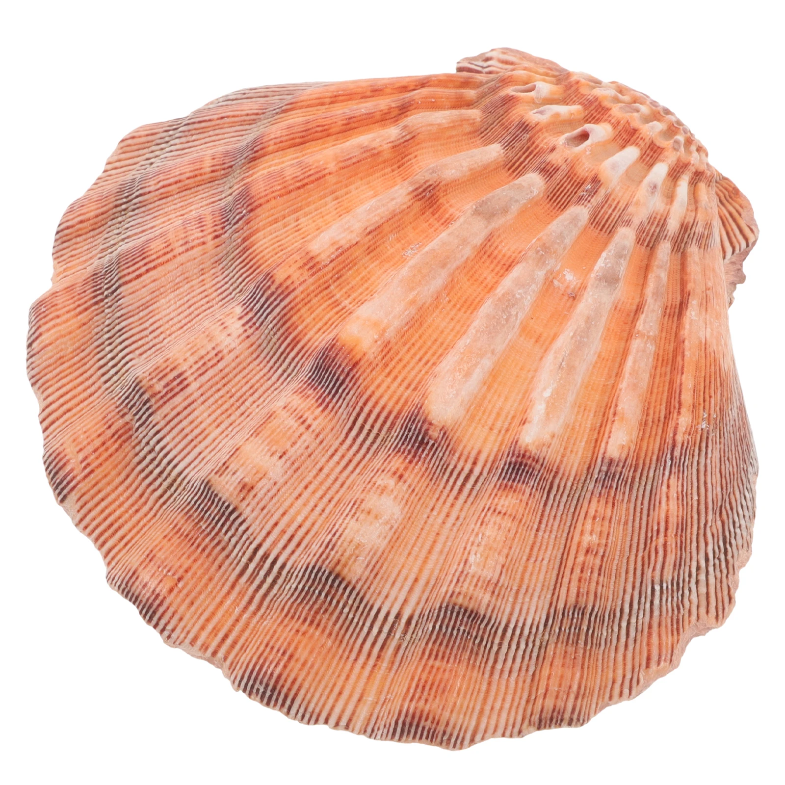 

Natural Seashell Jewelry Tray Fan Scalloped Design Desktop Organizer Storage Bowl Decorative Trinket Dish Bathroom Vanity Plate