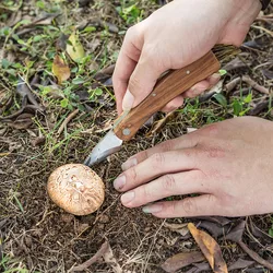 Rosewood Handle Mushroom Knife Outdoor Keychian Folding Knife Camping BBQ Hand Tools With Brush EDC Grafting Knives