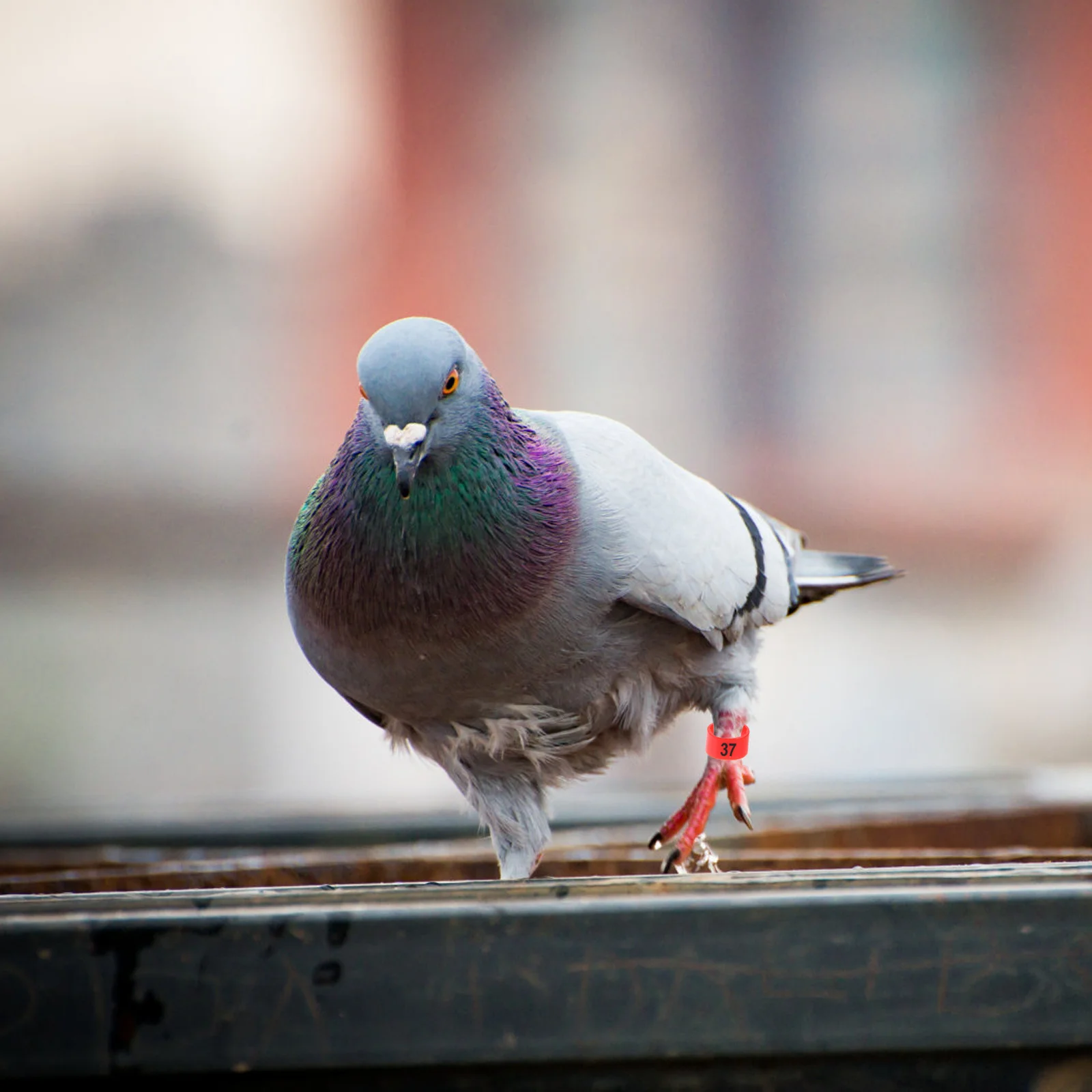

100pcs Pigeon Leg Rings Aluminum Lightweight Durable For Racing Homing Pigeons Chickens Ducks Birds Foot Bands Identification