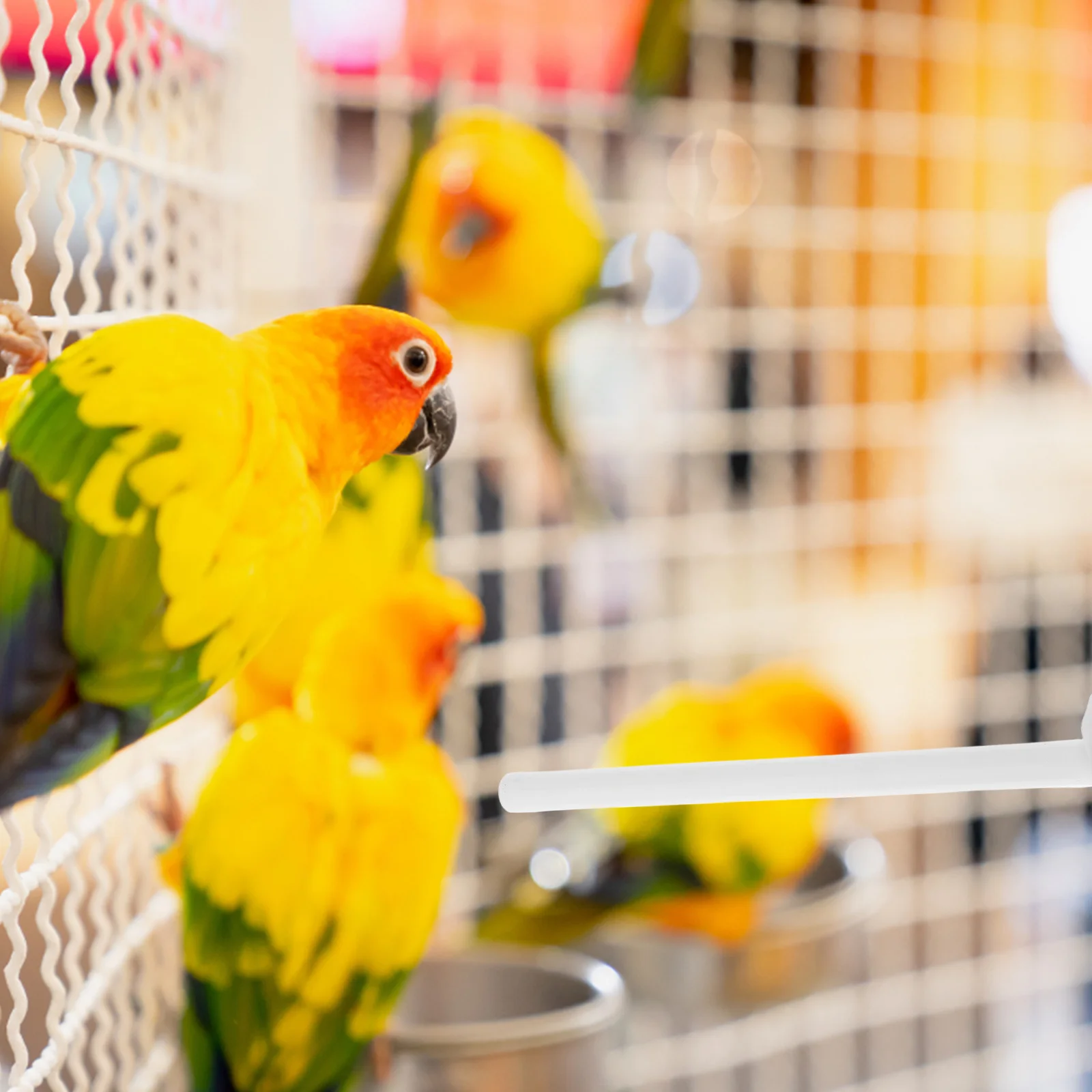 

20Pcs Plastic Bird Perches Cage Sticks for Budgies Cockatiels Parakeets Small Parrots Resting Standing Perches
