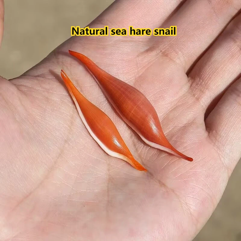2Pcs Rose Conch Snail Natural Shell Mini Collection Specimen Snail Fish Tank Landscaping Drift Bottle Decoration Gift No Dyeing