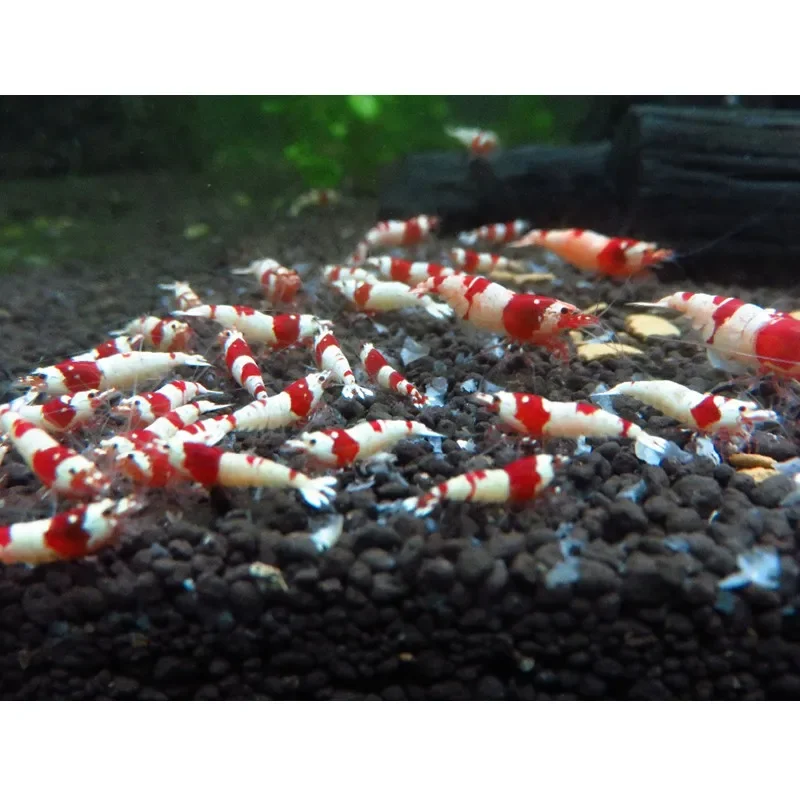 Crystal Red Shrimp Snail  Snow Natto Food Ocean Healthy Nutrition Aquarium Shrimp Food Feeding Fish Tank Supplies 40g