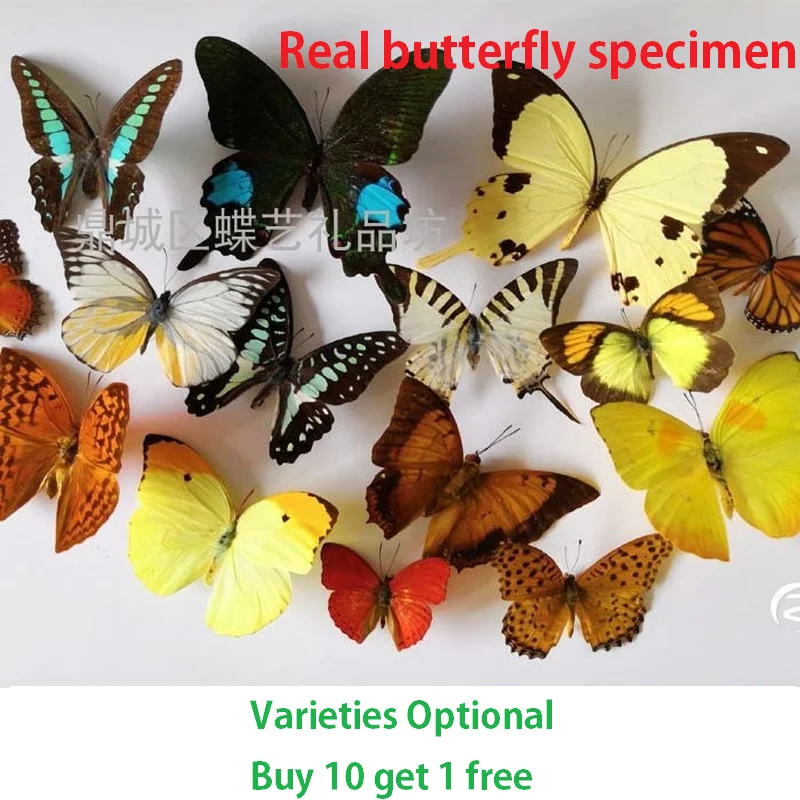 Natural real butterfly specimen insect  teaching DIY winged sealed bag can be taken out home decor