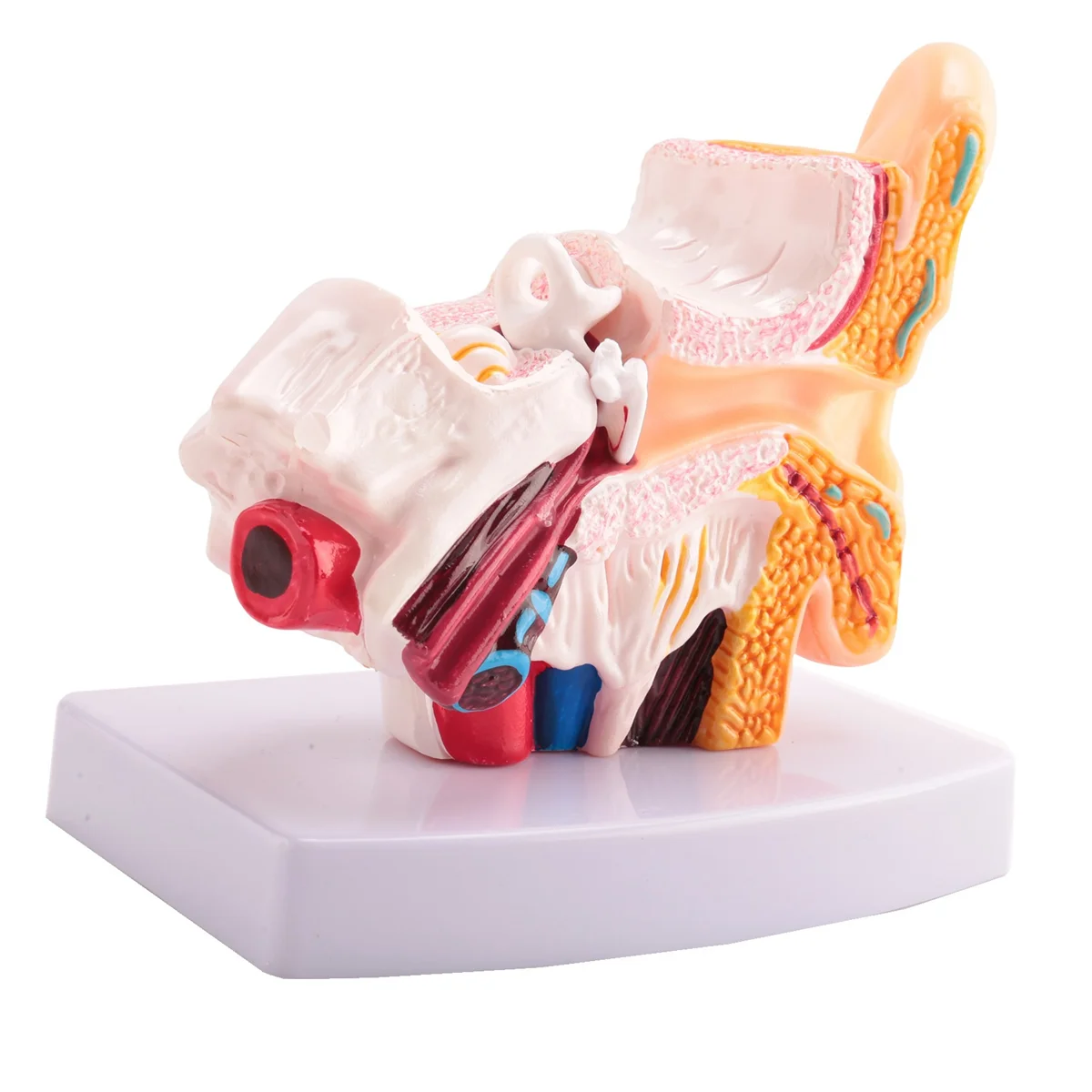 BABP 1.5 Times Human Ear Anatomy Model Showing Organs Structure Of the Central and External Ears Teaching Supplies