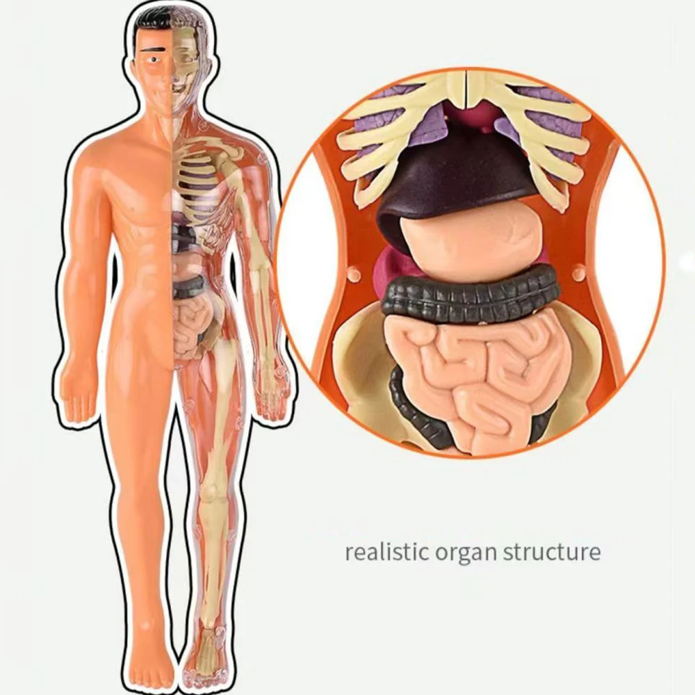 3D 인체 해부학 모델 어린이 플라스틱 DIY 해골 장난감, 과학 조기 학습 보조 교육 장난감, 두 종류, 신제품