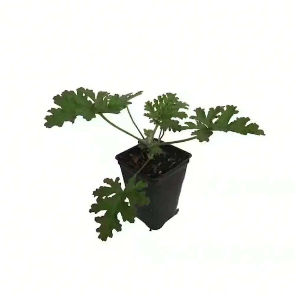 

Живые растения, 2,25 дюйма. 3 ежегодных растения Citronella в 3 отдельных горшках, идеально подходят для смешанных контейнеров или садов.