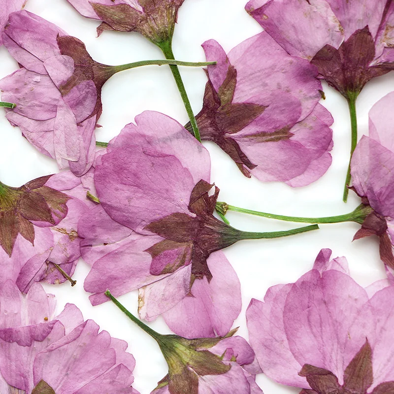 36 шт. натуральных сухоцветов: – обзор и цена Dried Flower Pressed