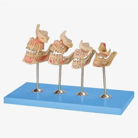 Human Teeth Model,Anatomy Dental Model,Development of a set of Teeth