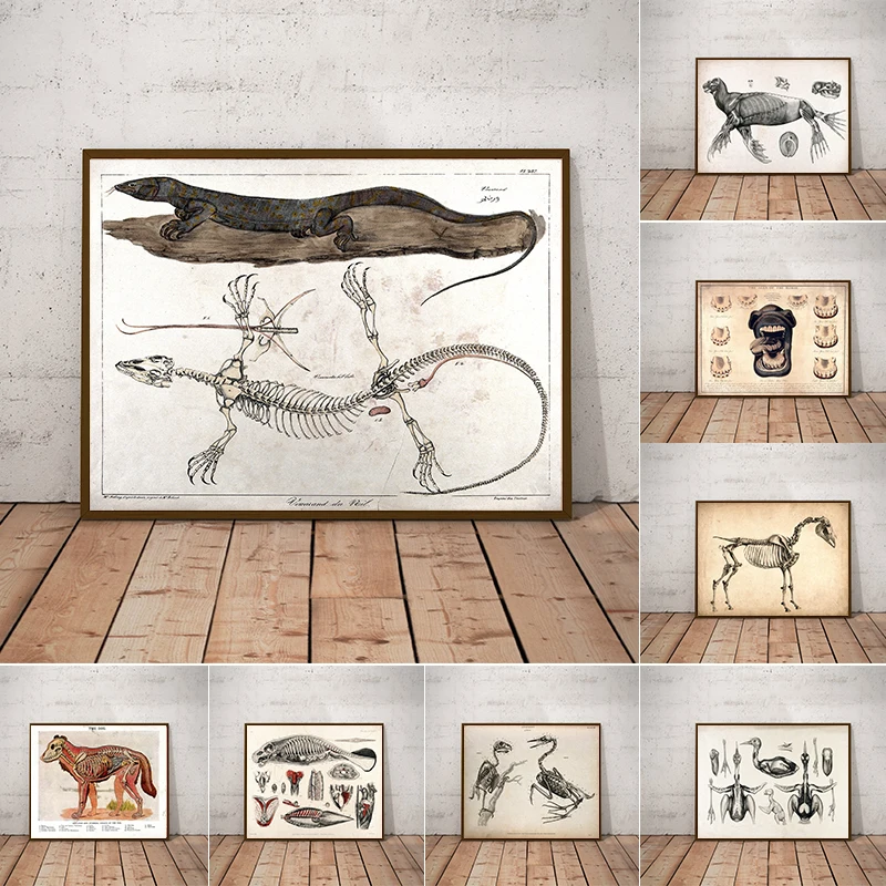 Vintage Tiere Anatomische Diagramme Poster Pferd Kuh Hund Hai Anatomie Bilder Leinwand Malerei Biologie Wand Kunstdrucke Dekor