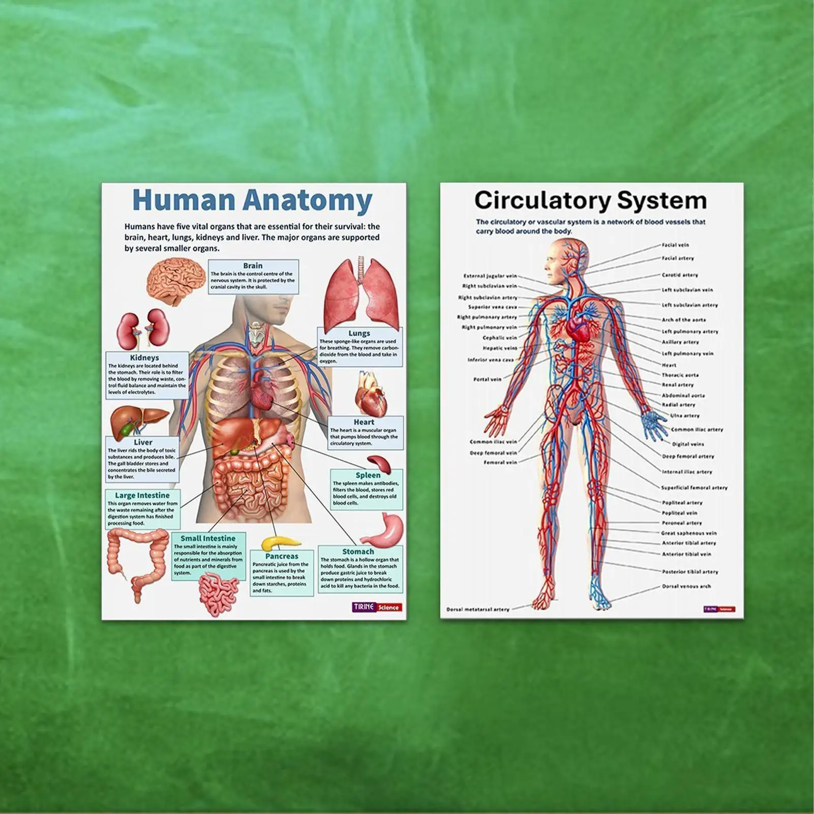 Skeletal System Poster 16 Pieces Nervous Posters Comprehensive Anatomical Chart For Home Study Wall Nursing Classroom Hospital