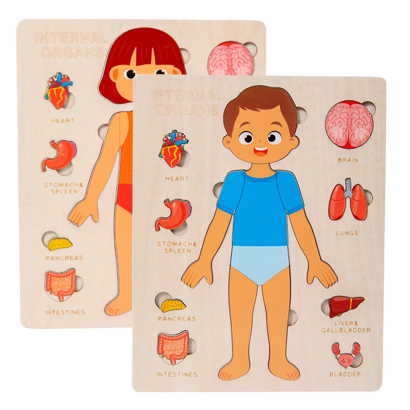 Giocattoli Montessori in legno per bambini organi del corpo umano puzzle giocattolo educativo asilo prescolare apprendimento precoce del bambino ragazzi ragazze Unisex