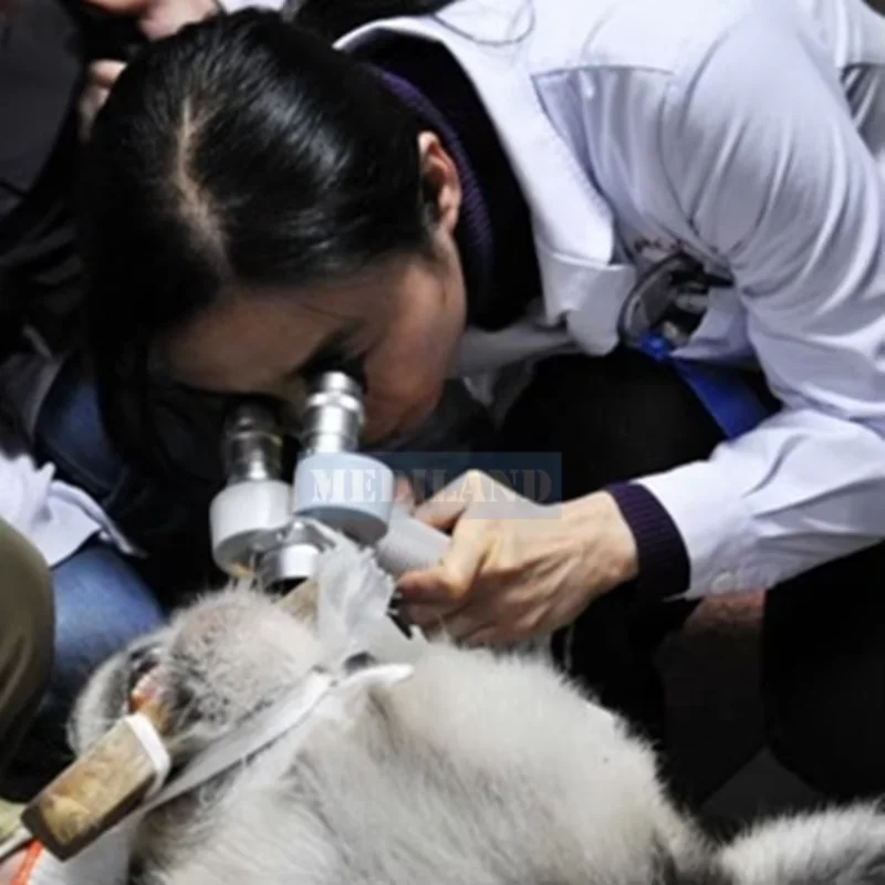 

Ветеринарные инструменты и оборудование 2025, ML-V2, ручная щелевая лампа, микроскоп, ветеринарное устройство, светодиодная портативная щелевая лампа с сертификатом