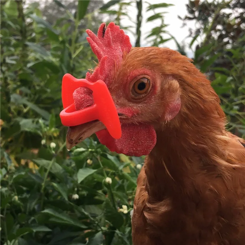 20 pcs Chicken Glasses Visor Anti-pecking tools Great pheasant Broiler Caged hens Cockerel Hen Peacock Cockfighting 4.5 x 2.7 cm