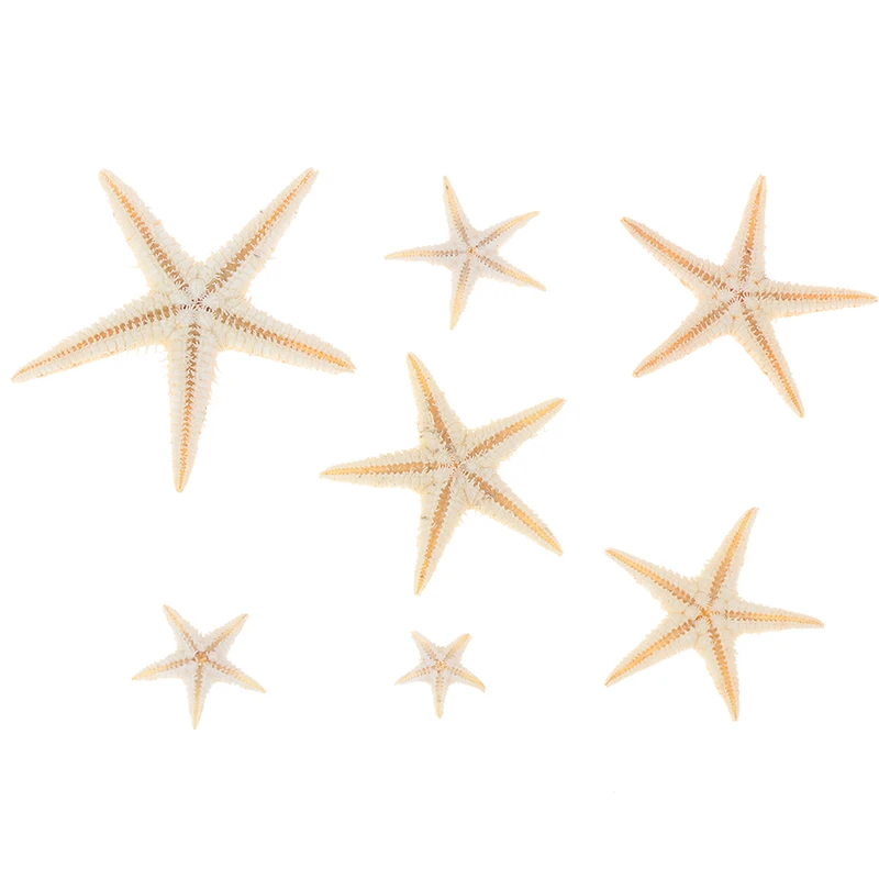 Sea shells size:0.5-3cm 100pcs Mini Starfish Craft Decoration Natural Sea Stars