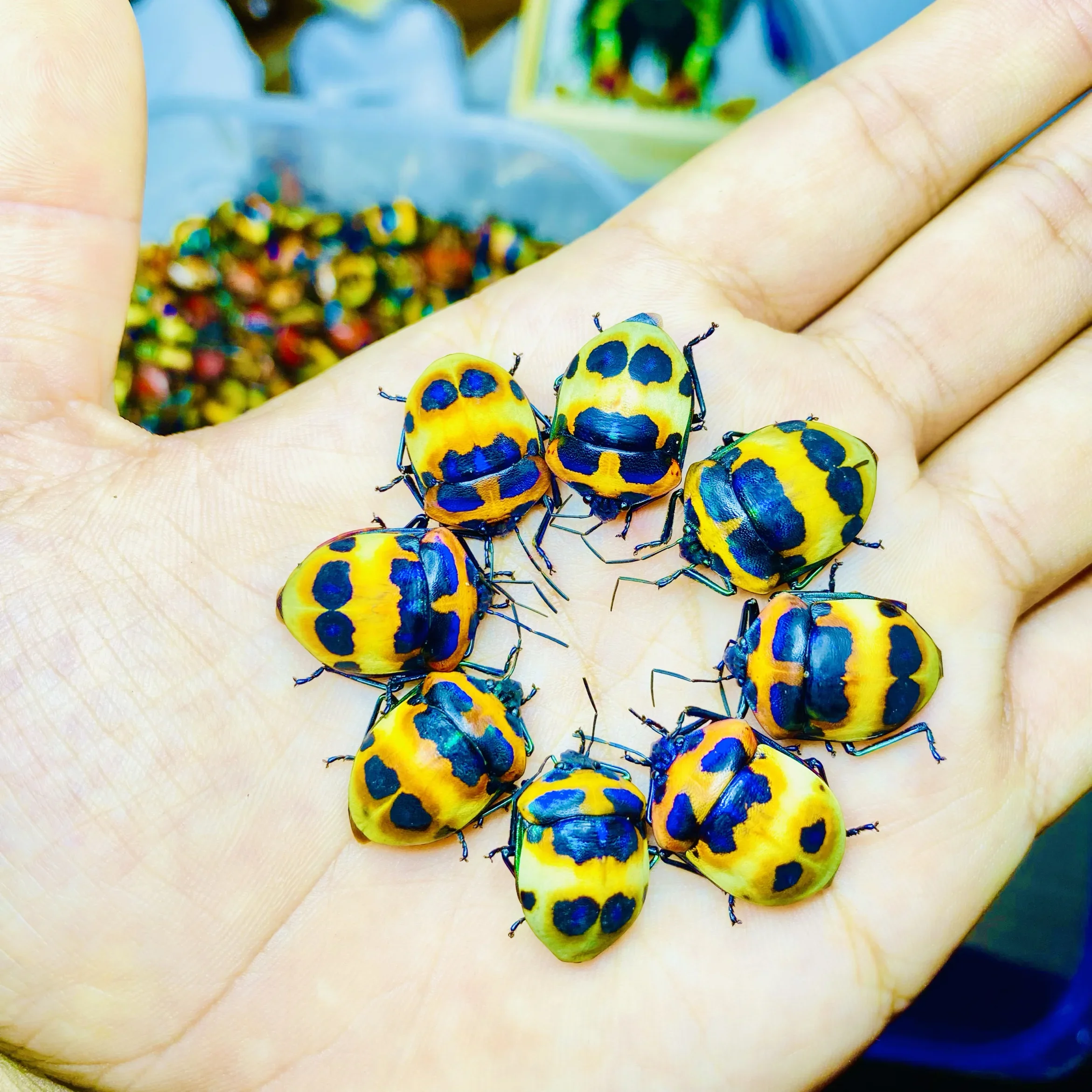 مراقبة Polybothris Sumptuosa Gema حول تعليم عينة الحشرات الحقيقية ديكور المنزل هدية العيد النحت
