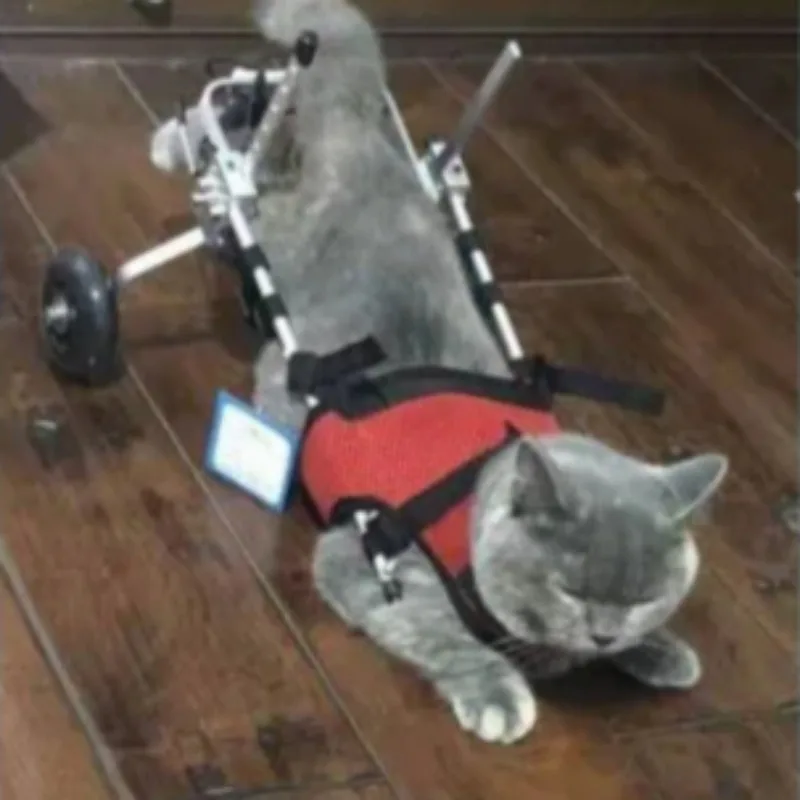 Cat Wheelchair for Hind Leg Paralysis Spine Injury Rehabilitation Cart Pet Mobility Stroller for Disabled Cats