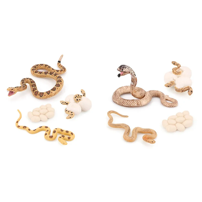 

8X Realistic Animal Life Growth Cycle Biological Model Toys Snake Growth Cycle Biological Model Cobra Growth Cycle-[A68T]