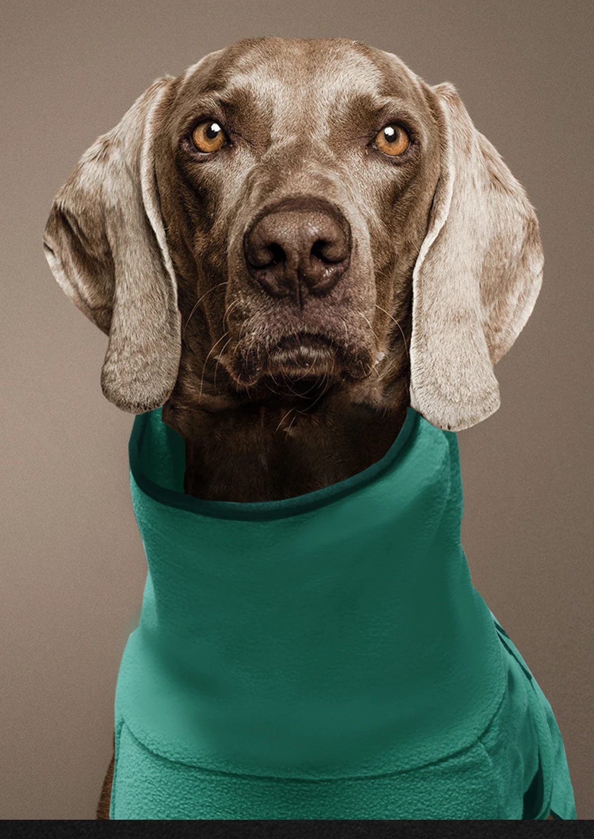Warmer Hundemantel mit hohem Kragen und verstellbarem Riemen, weiche, thermische, winddichte Winter-Hundejacke, dehnbares, bequemes Haustier-Outfit für L – Detail 7