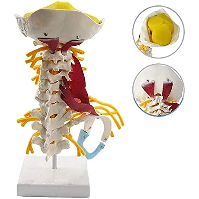 

1:1 Life Size Human Cervical Vertebrae Human Anatomy Spinal Cord Nerve Brain Stem Occipital Bone Model