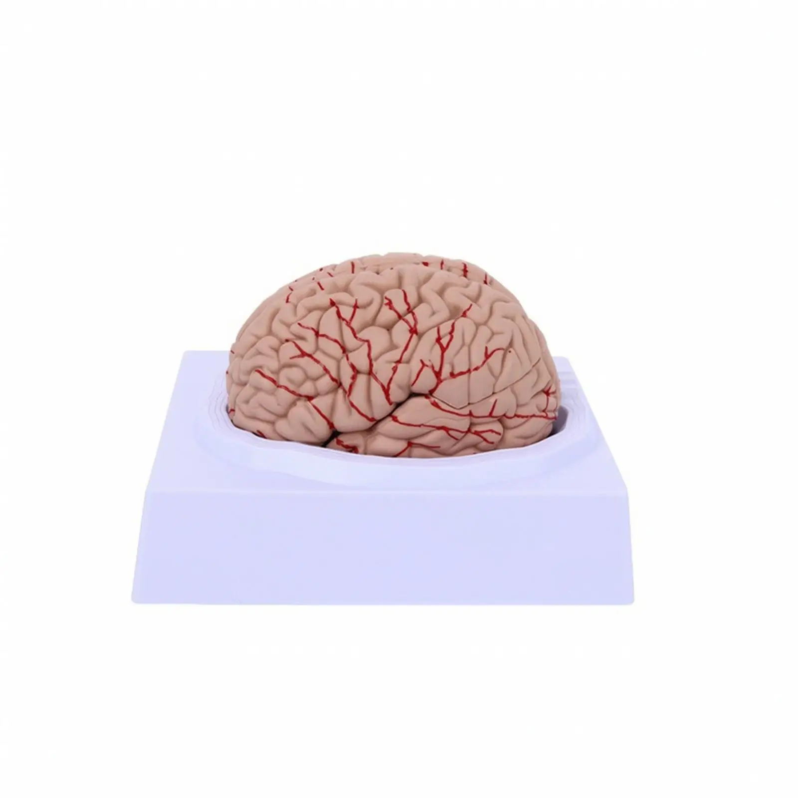 PVC Brain Anatomy Teaching Ai for Morphology Learners with Accurate Design for Medical Study and Demonstration