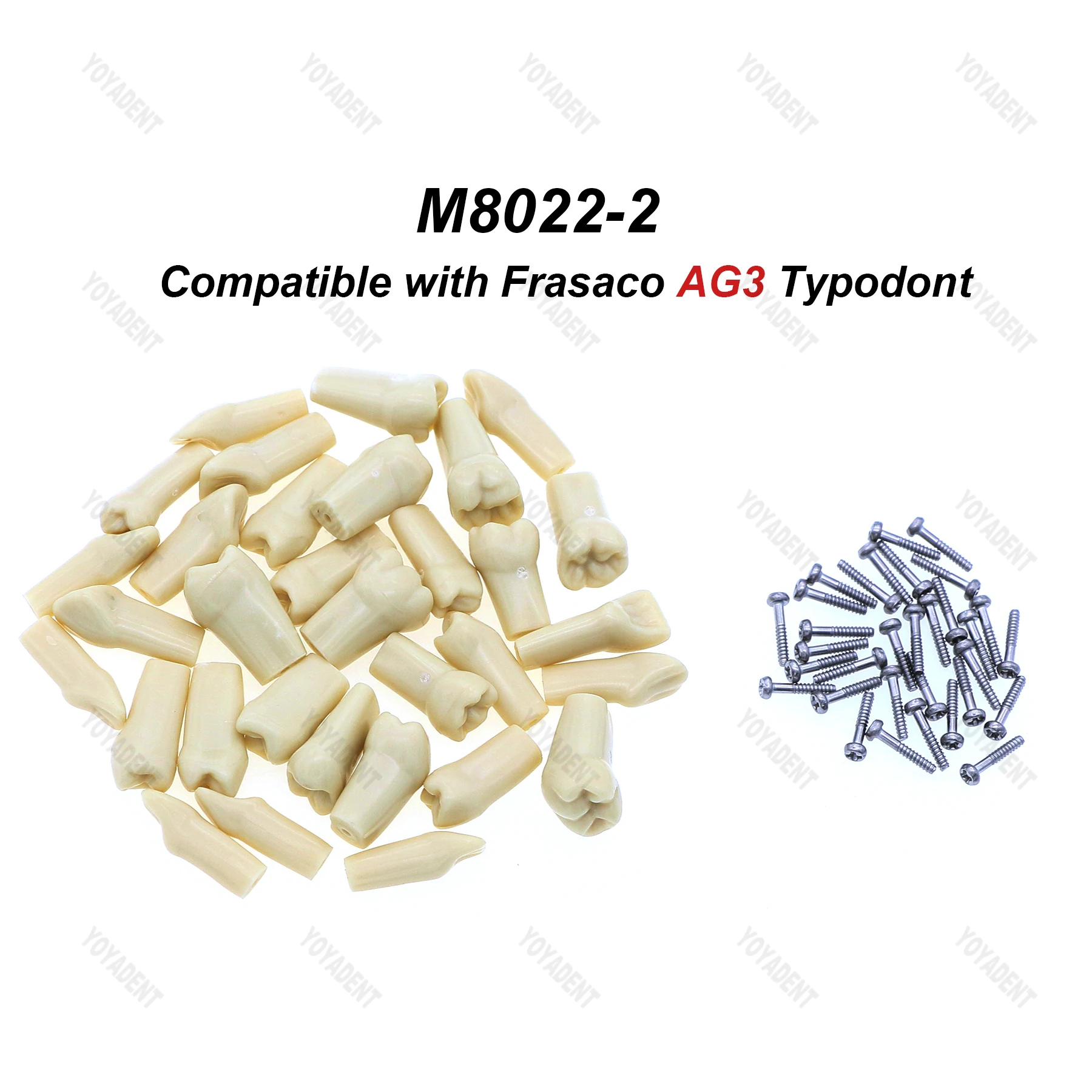 Frasaco A3/AG3 유형 치과 치아 모델, 제거 가능한 치아 입자, 환자 교육 데모 치과 도구, 전체 치아 32 개