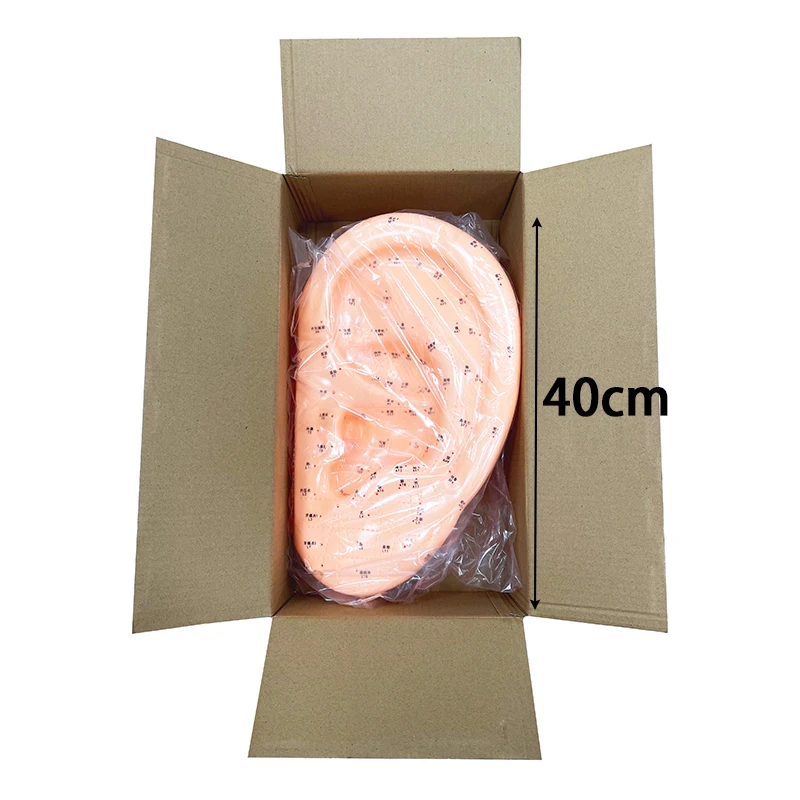 Professional Meridian Acupoint Model for TCM Teaching