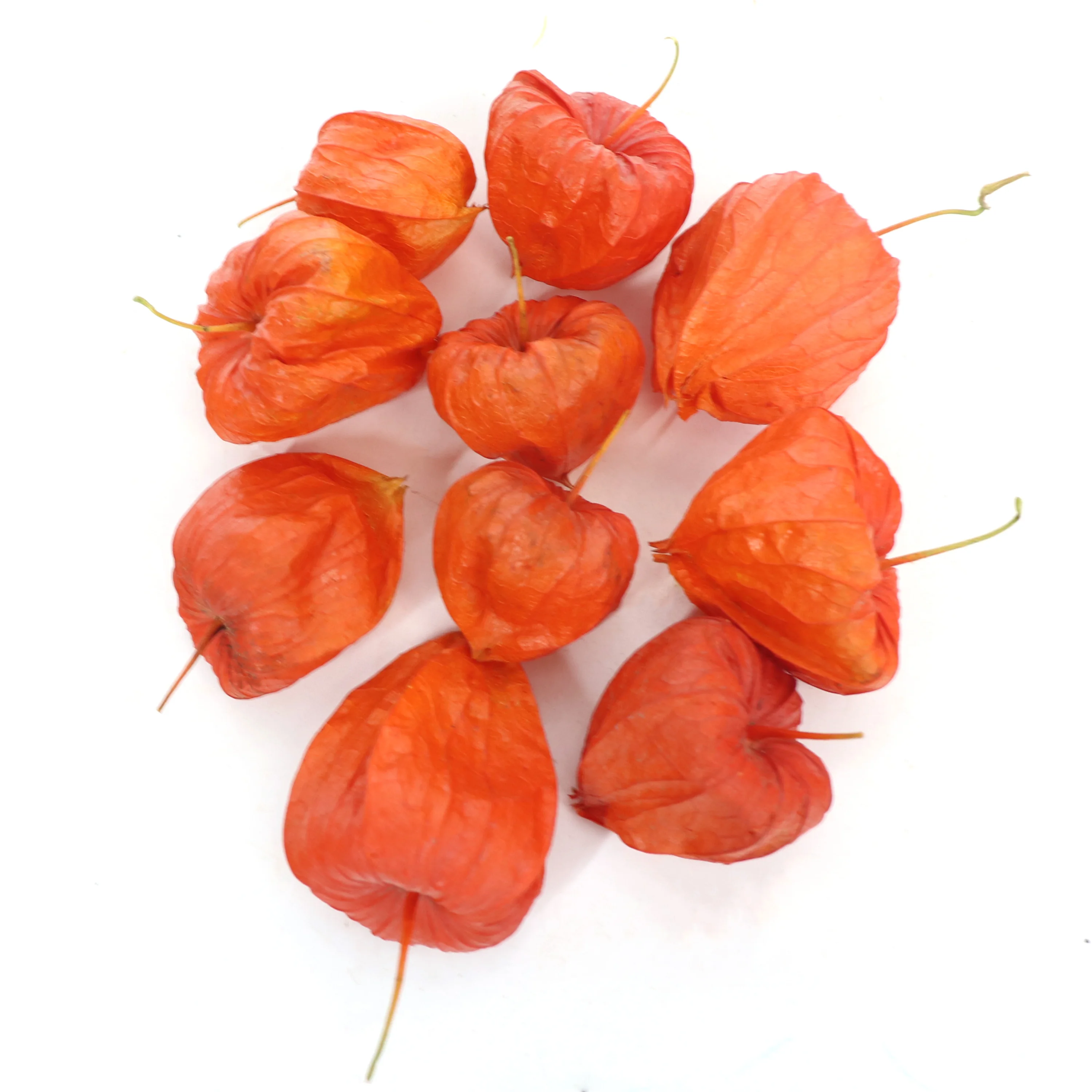 Dried Physalis Branch,5PCS/Bundle Real Orange Dried Flowers,for Christmas,DTY Crafts,Home,Party,Vase,Table,Wedding Decor view 6