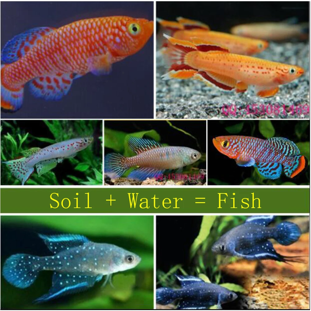 20 telur/Lot 60mm Air + tanah ajaib = ikan medala Killifish biji telur ikan asli biji telur mainan Natal mainan baru lucu