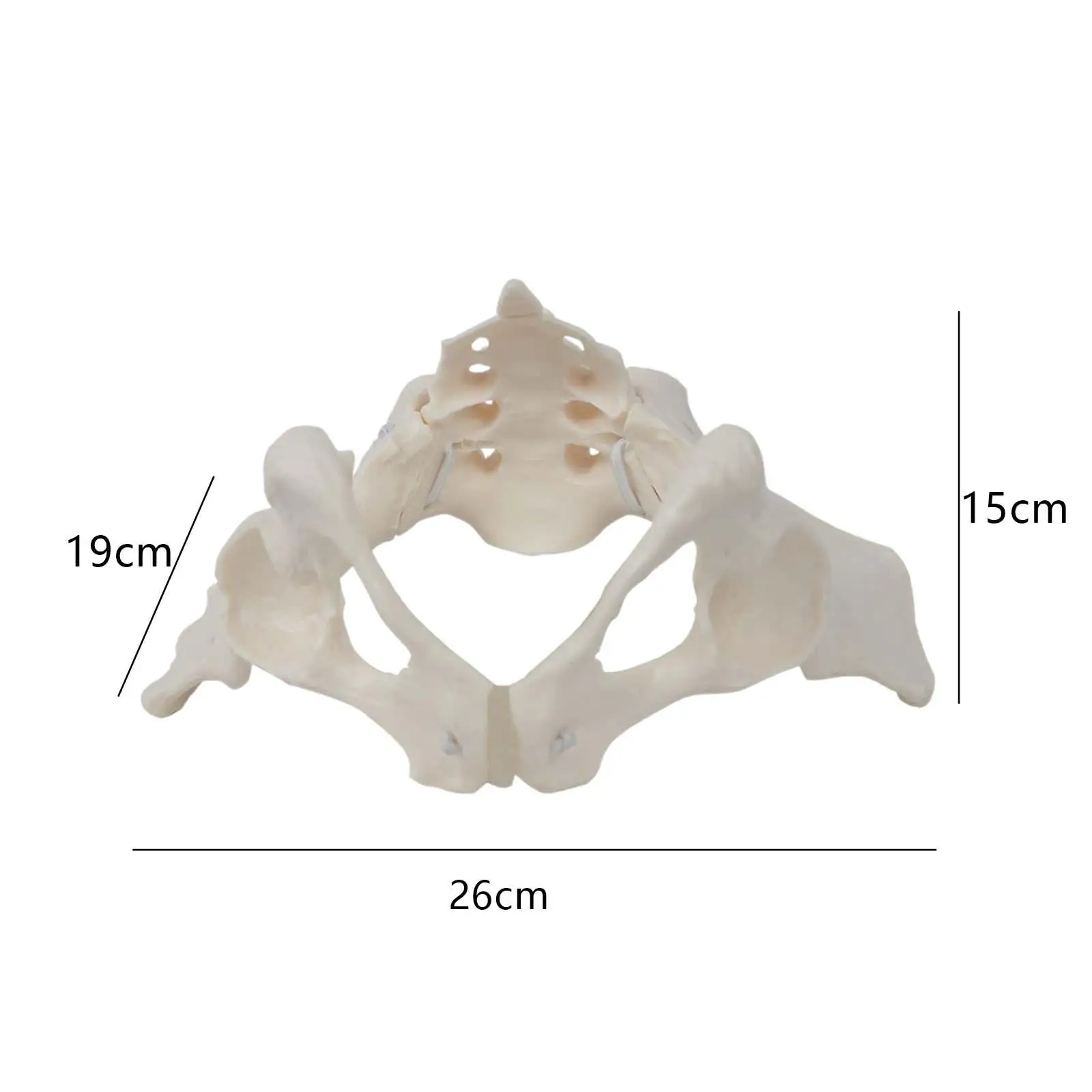 Female Pelvis Model Skeleton Medical Model Adjustable Teaching Equipment Life Size Female Pelvis Model Hip Model for Display