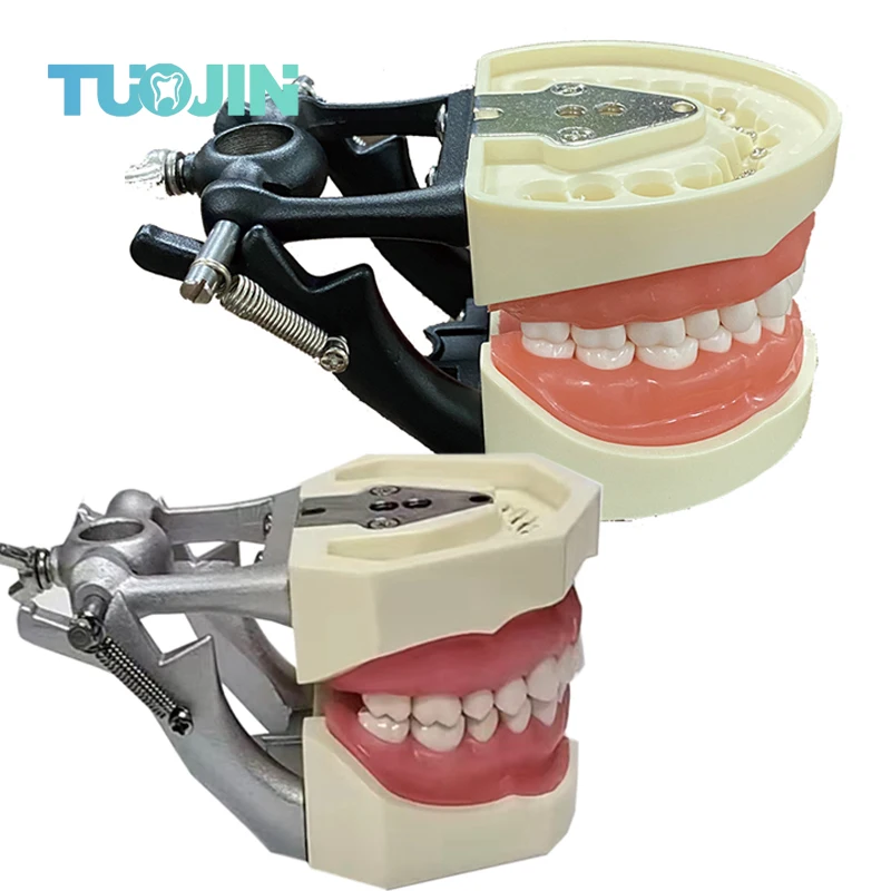 

Модель зубных зубов для обучения, совместимая с 32 зубами, 28 зубов, имитация положения, частицы зубов из смолы