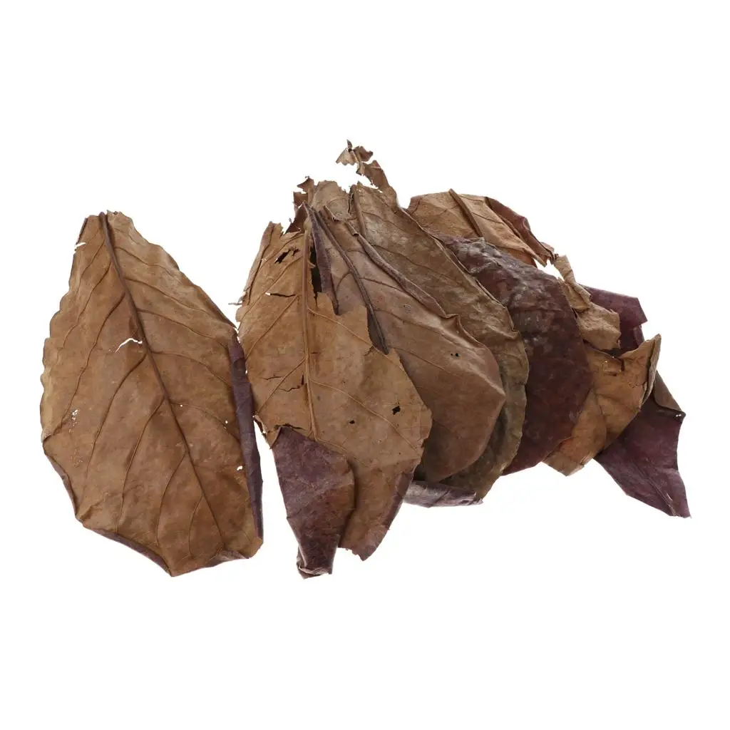 Fish Aquariums Indian Almond Leaves Brown All Water Types for Shrimps Betta Tropical Fish Breeding Improvement