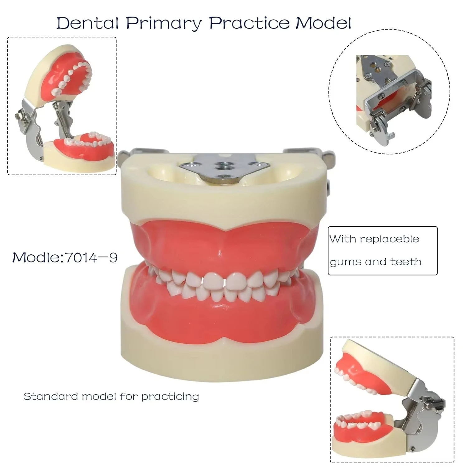 Child Teeth Model Typodont Dental Standard with Soft Gum 24 Removable Teeth for Pediatric Dentist Practice Teaching And Study