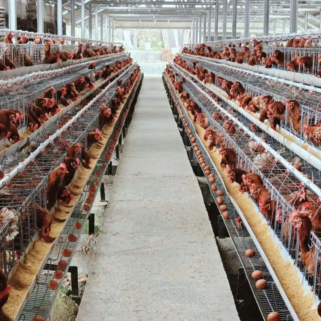 Best Seller A-Type Automatic Build-Layer Steel Battery Cage New Condition Chicken Cage for Birds Farm Home Use Chicken Breeder