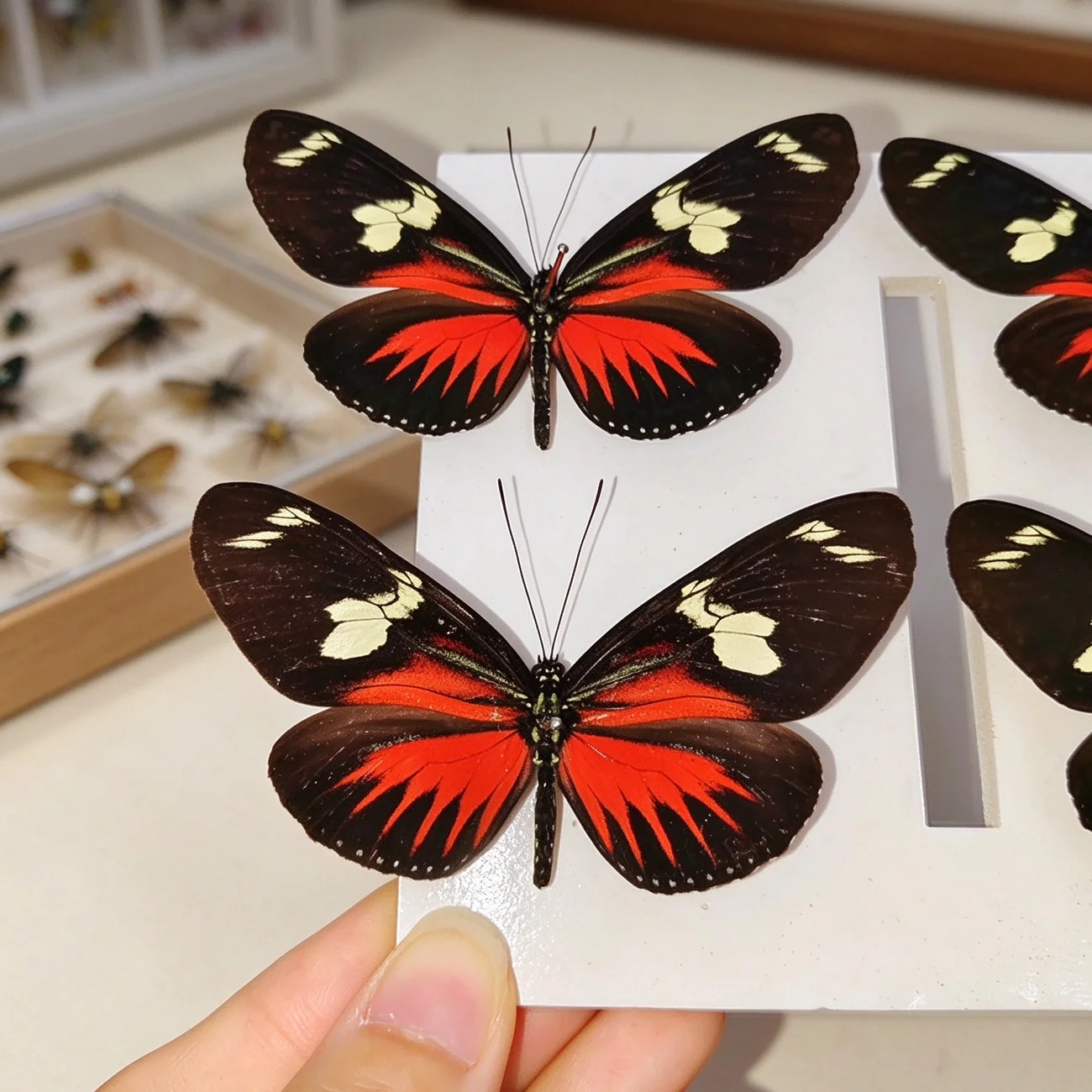 Real Dried Butterflies with Spread Wings Natural Doris Longwing Butterfly Specimens for Art Decorations, Taxidermy Gifts for Kid