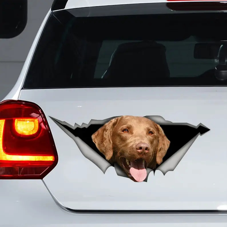 Chesapeake Bay retriever decal, Chesapeake Bay retriever magnet, Chesapeake Bay retriever sticker, dog sticker, dog decal