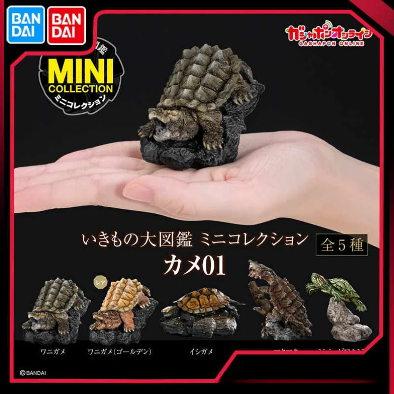 

Genuine Bandai Biological Encyclopedia Action Figures Model Turtle Crocodile Turtle Brazil Turtle Gashapon Ornament Gift Toy