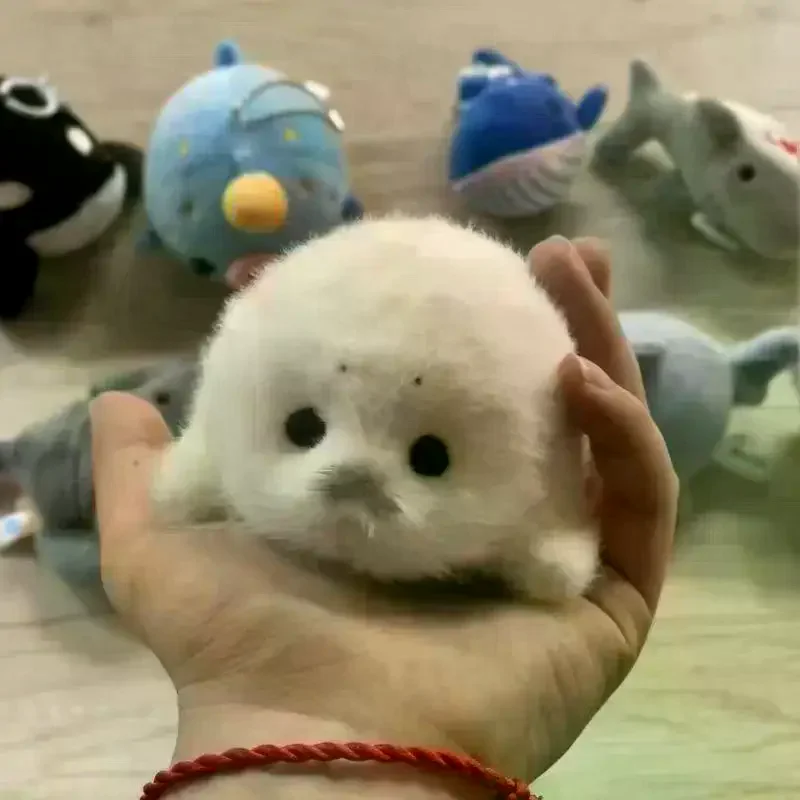 

Soft Seal Plush Doll Pendant Simulation Ocean Animal Cute Bag Hanging Gift Souvenir