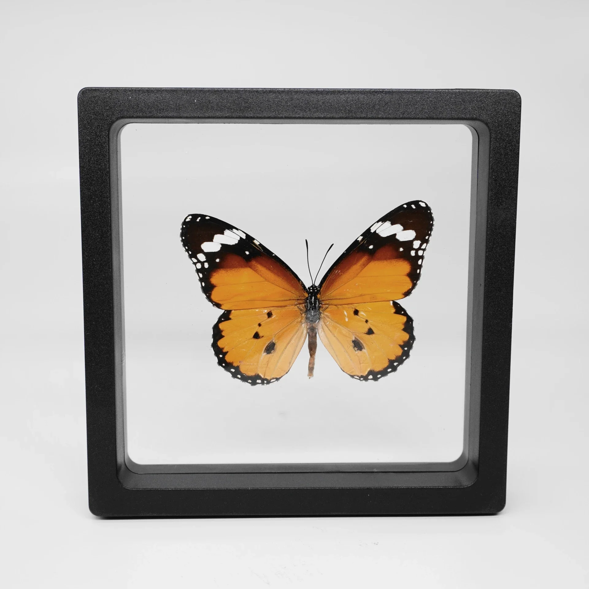 2 Stuks 40 Soorten Echte Vlinder Exemplaren Fotolijst Kantoor Thuis Desktop Boekenplank Ornamenten Zoekcollectie Display Cadeau