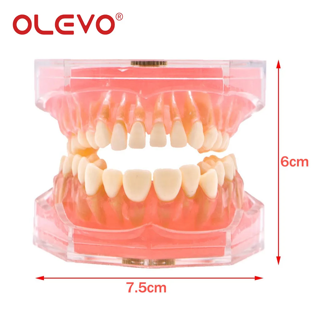 OLEVO Dental Teaching Model With 28 Pcs Removable Teeth Soft Gum Typodont 1:1 Standard Study Demo Models Odontologia Traning