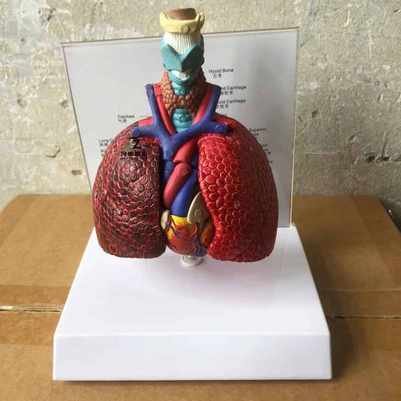 

Пластиковая горло, сегмент легких, анатомическая модель легких, производители медицинских обучающих моделей, поставка анатомической модели