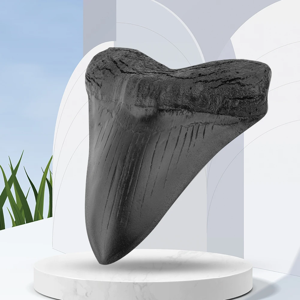 5inch Giant Megalodon Tooth Fossilized Prehistoric Shark Teeth Sculpture Home Decoration Fossil Marine Bology Teaching Props