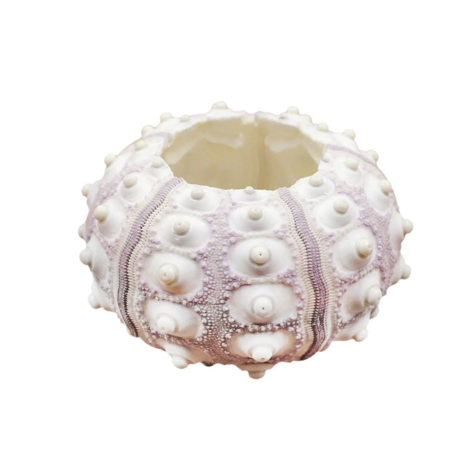 Home Decor Sea Urchin Shell Air Plant Holder Natural Specimen Ornament Decorative Gift for Family and Friends Unique Art