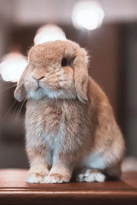 

Front and Rear Plastic Currie F9 Portal Axle Complete for Axial Capra UTB10 1.9 UTB 1/10 RC Crawler Car Upgrade Parts