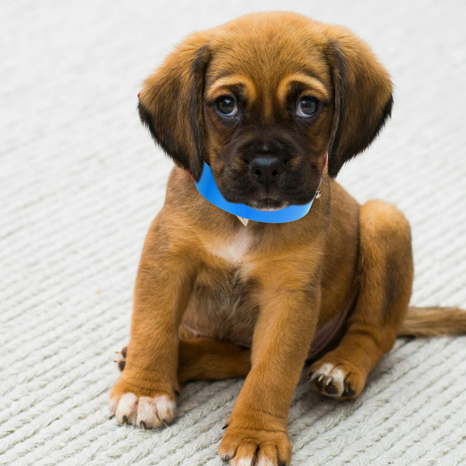 

100Pcs Adjustable Puppy Id Collars for Whelping Small Dog Name Tags Puppy Litter Identification Pet Id Bands