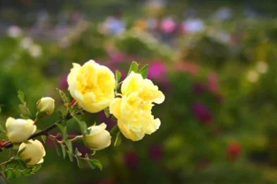 

FOR 1/14 1/16 Racing Truck Tires Rubber Tyres 12mm Hex for RC Car ARRMA MOJAVE HPI HSP Tamiya MJX 14211 HBX 3100a Q130c SCYWltoy