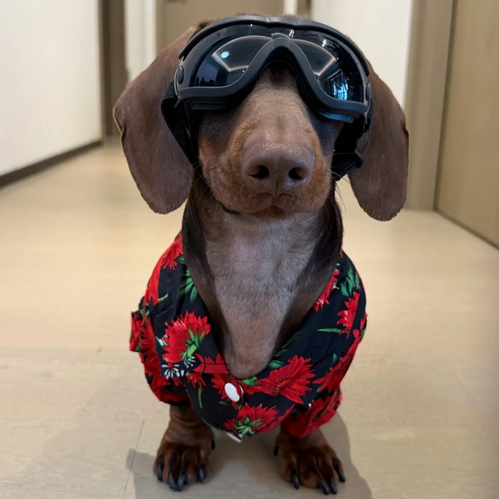 Camiseta de algodón estampado floral para perro salchicha sin mangas - imagen 3