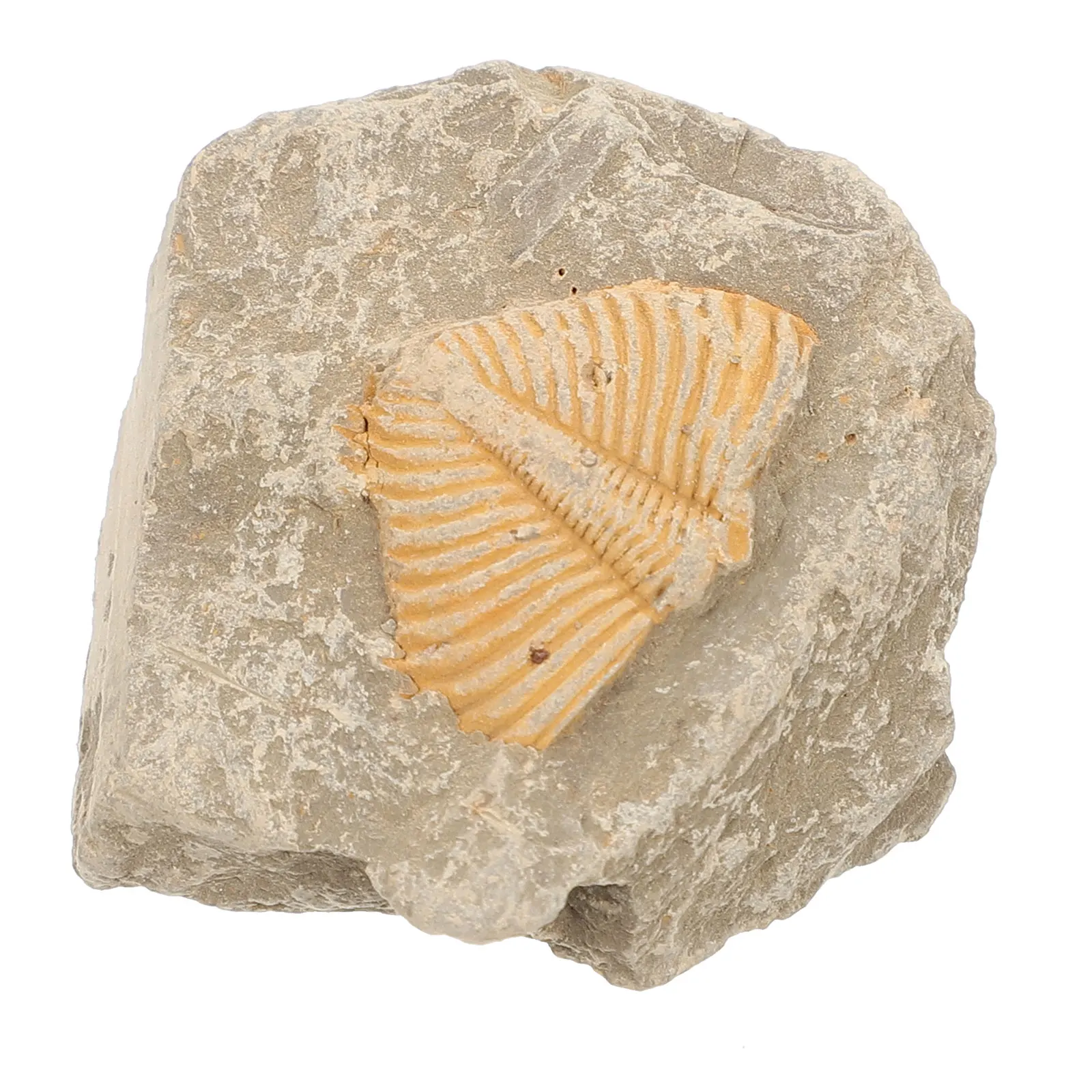

Trilobite Adornment Simulation (Random Shape)