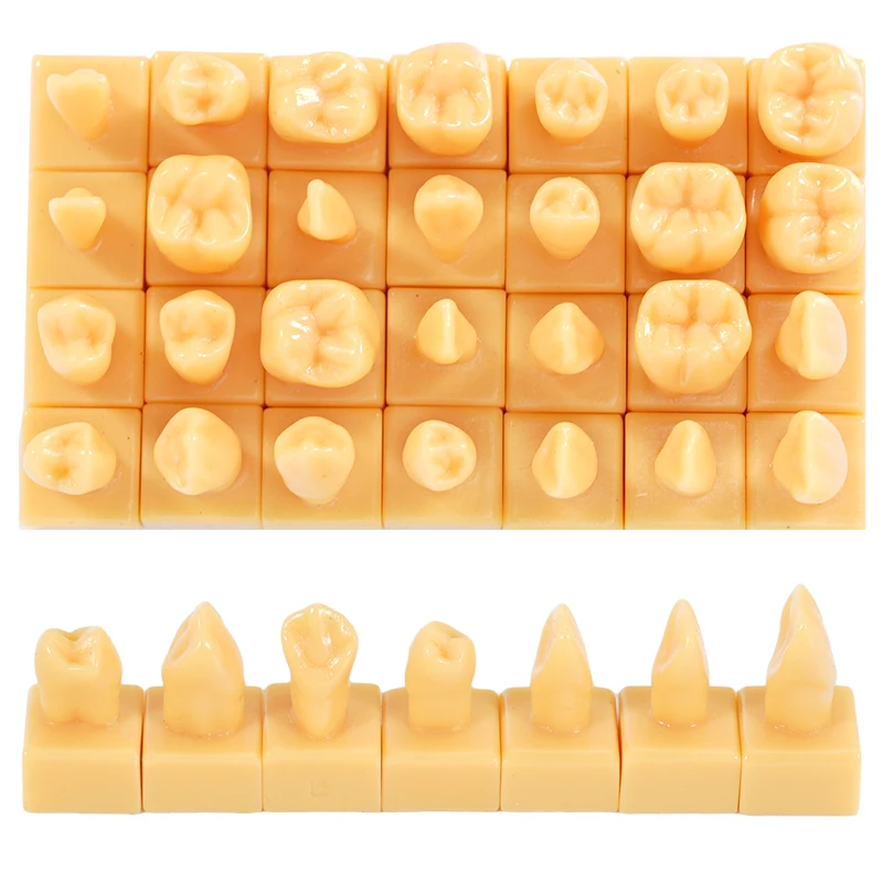 

28Pcs Dental Teeth Carving Teaching Model Standard Tooth Structure Comparison Set for Dentist Students Educational Tool